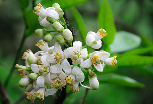 HOA BƯỞI CHỮA HO, ĐAU DẠ DÀY, KHÓ TIÊU
