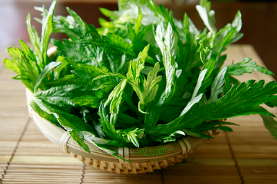Mẹo chữa đau mỏi vai gáy bằng cây ngải cứu