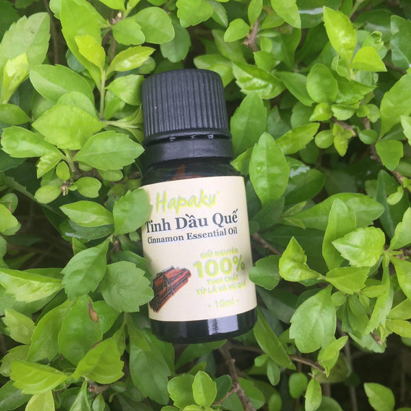 Tinh Dầu Quế Tự Nhiên Nguyên Chất