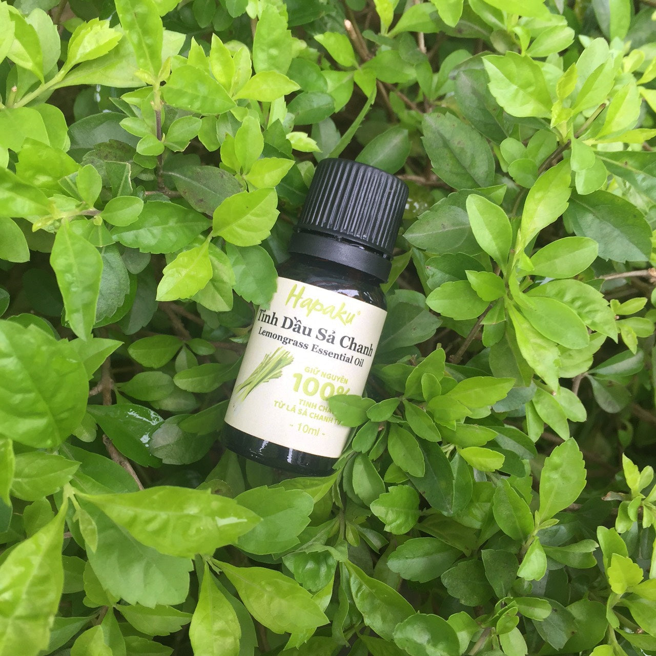 Công dụng của tinh dầu sả chanh nguyên chất Công dụng của tinh dầu sả chanh nguyên chất